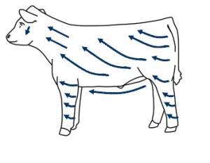 cow parts